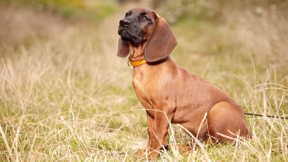 Bavarian Mountain Hound